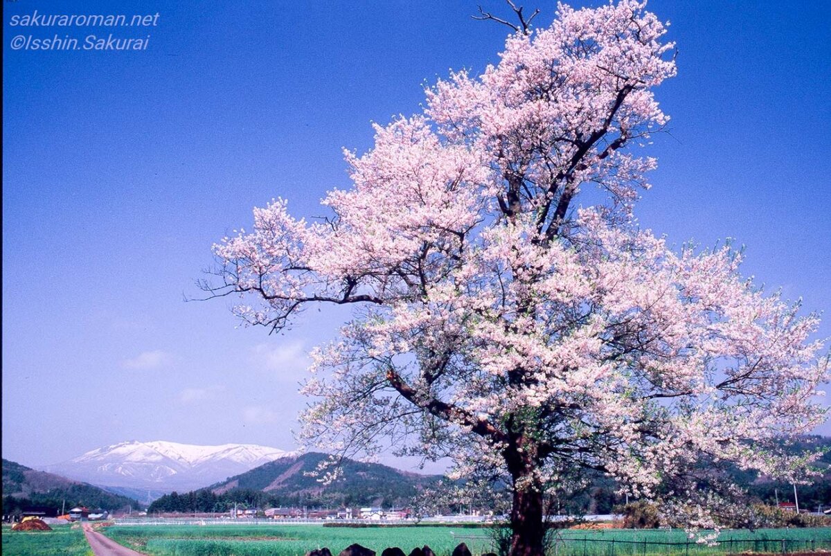 緑の田畑と農道のそばに立つ青木の桜と遠くの蔵王の雪山