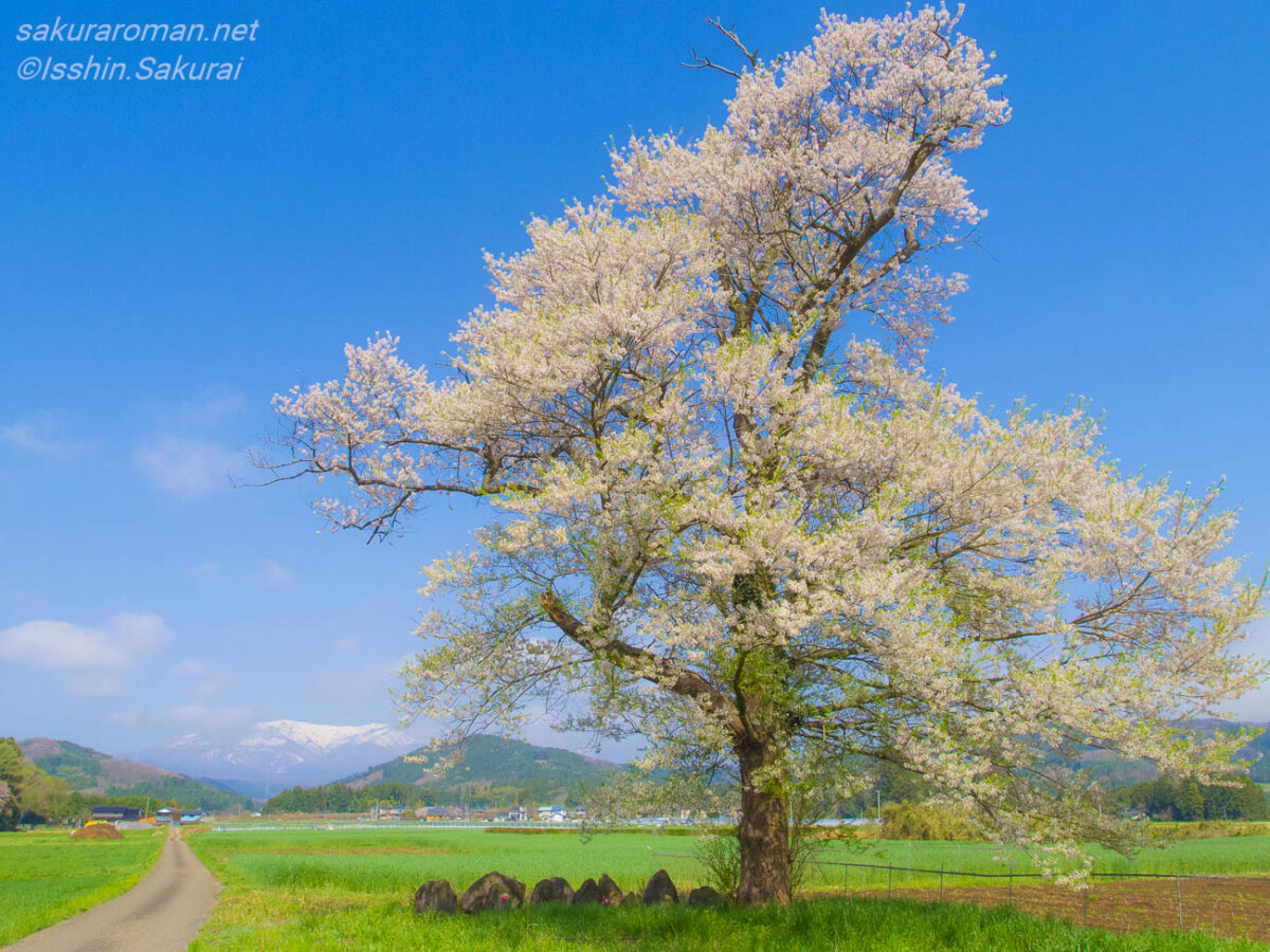 青空と雪の残る蔵王の山々を背景に咲く白石市福岡深谷の青木の桜