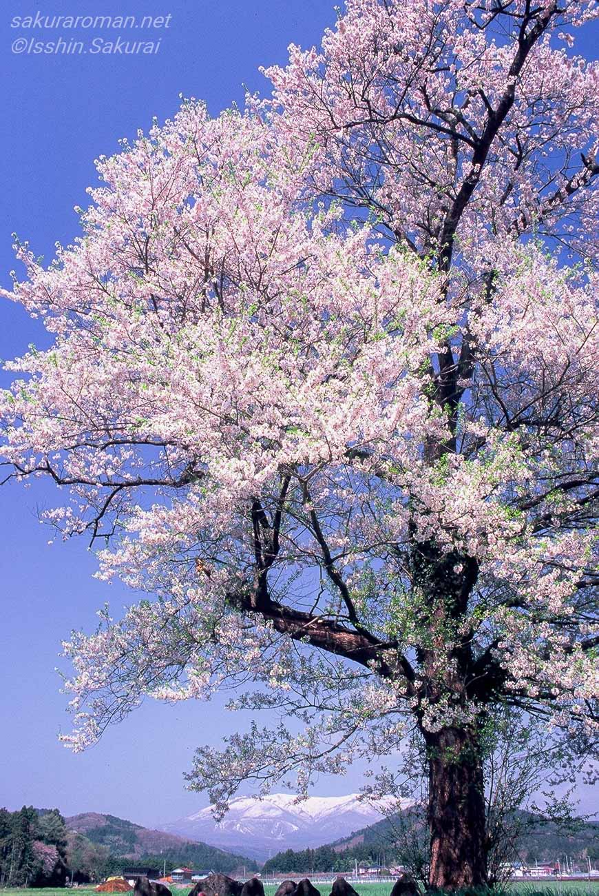 青空へ大きく枝を伸ばす青木の桜と背後に見える蔵王の雪山