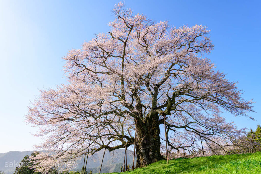 里山奥の小高い丘に咲く醍醐桜。苔むした太幹から四方へ伸びる枝、ところどころの支柱、遠景の山並みと澄んだ青空のもと淡紅の花が樹冠を覆う