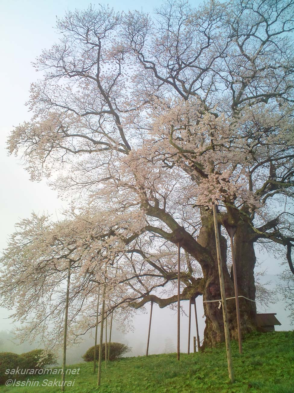 岡山県真庭市別所の醍醐桜を近くから見上げて撮影。太い幹と淡い花をまとった枝が広がる一本桜