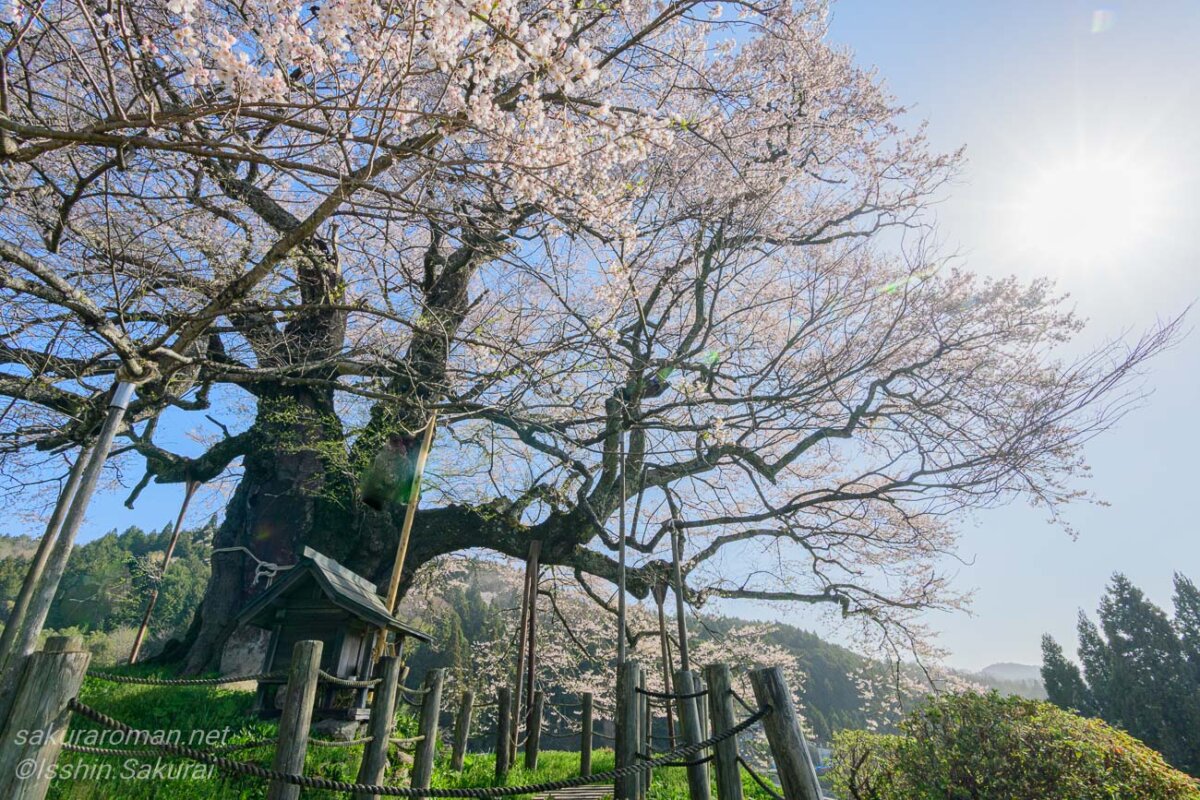 岡山県真庭市別所の醍醐桜を足元から見上げて撮影。祠と太い幹、空へ広がる枝が印象的な一本桜