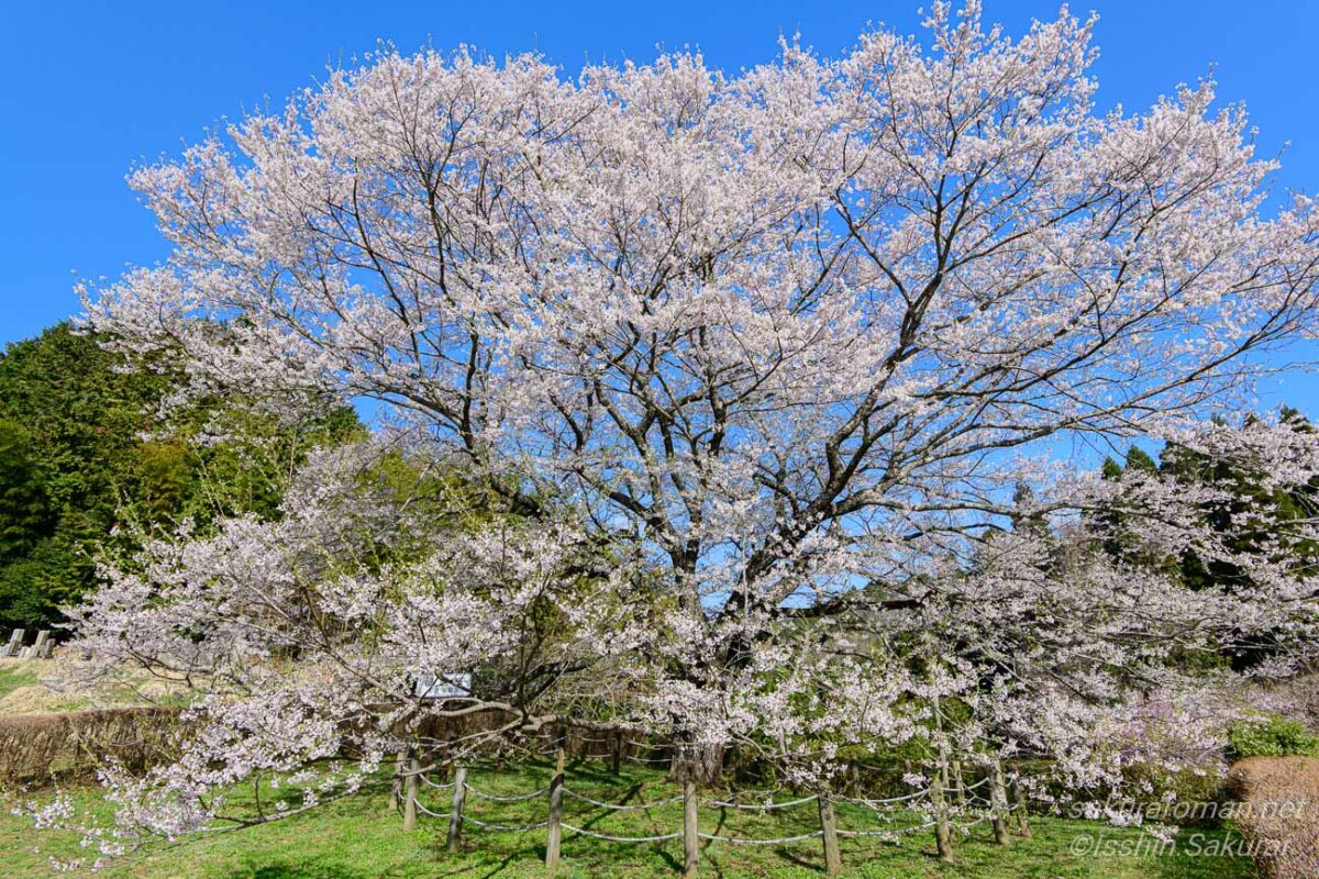 岡山県真庭市別所の醍醐桜の隣に咲く二世桜。樹齢約50年の若い一本桜が満開に咲く風景