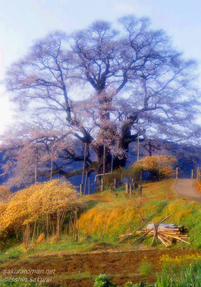 フィルムで撮影した岡山県真庭市の醍醐桜。山里に立つ孤高の一本桜と春の風景