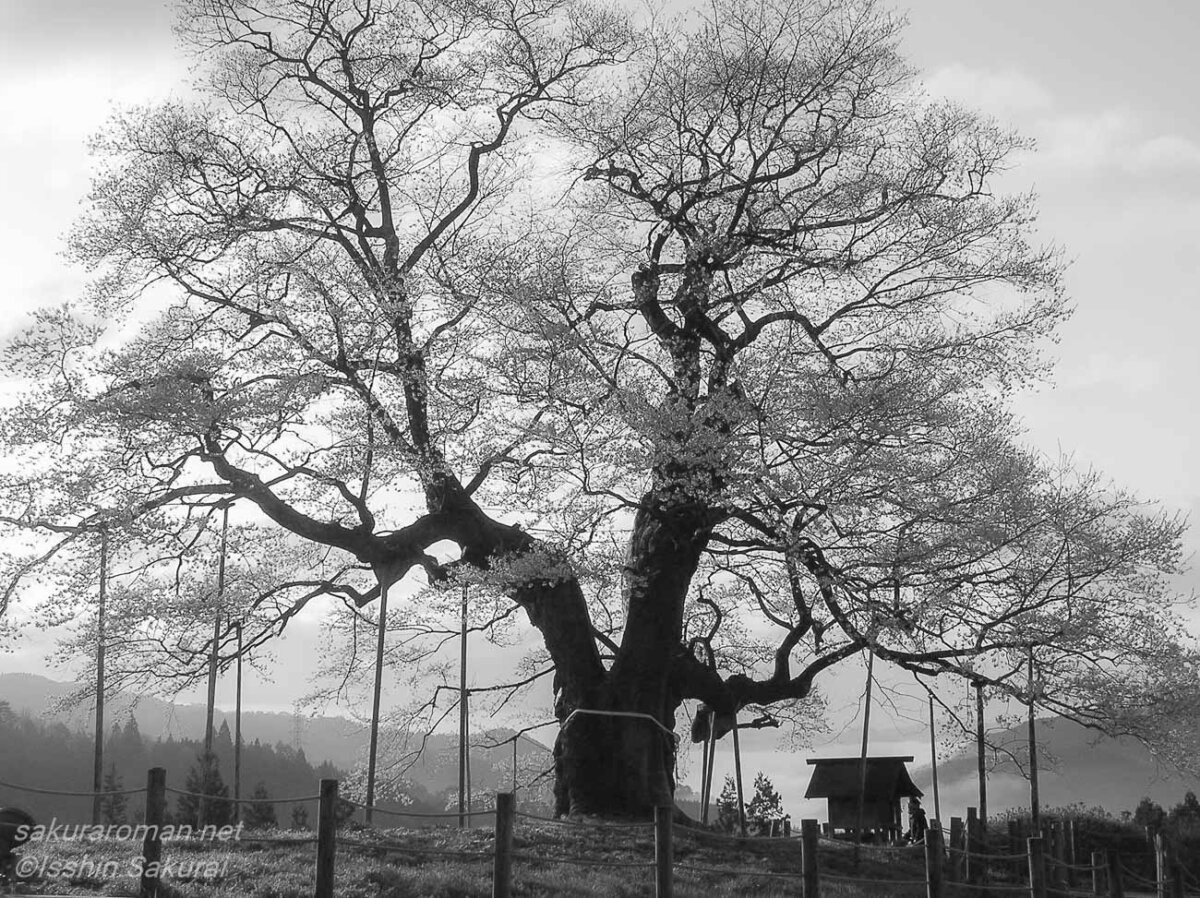 岡山県真庭市別所の醍醐桜をモノクロで撮影。太い幹と大きく広がる枝が印象的な孤高の一本桜