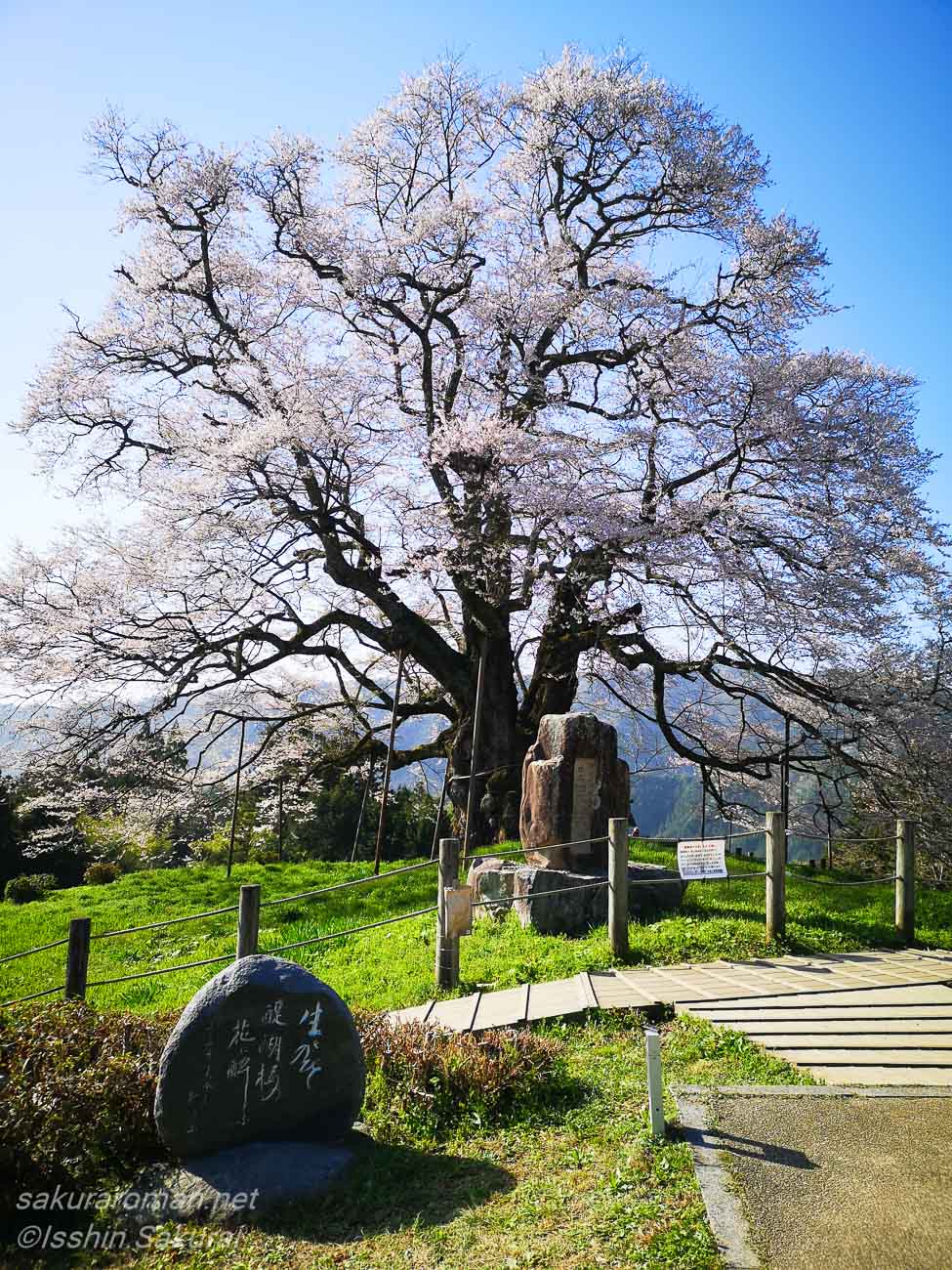 岡山県真庭市別所の醍醐桜と石碑。見学路から眺める推定樹齢千年の一本桜