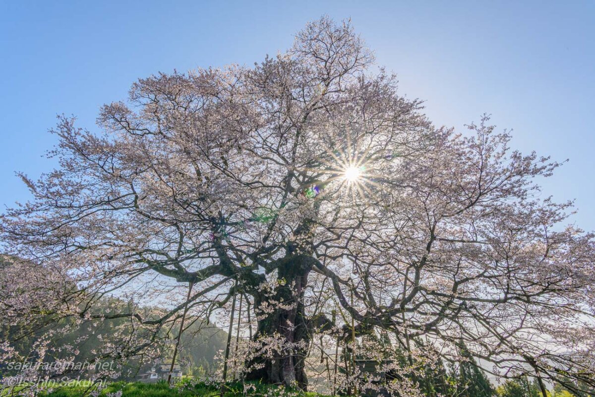 岡山県真庭市別所の醍醐桜。満開の枝の間から朝日が差し込む孤高の一本桜