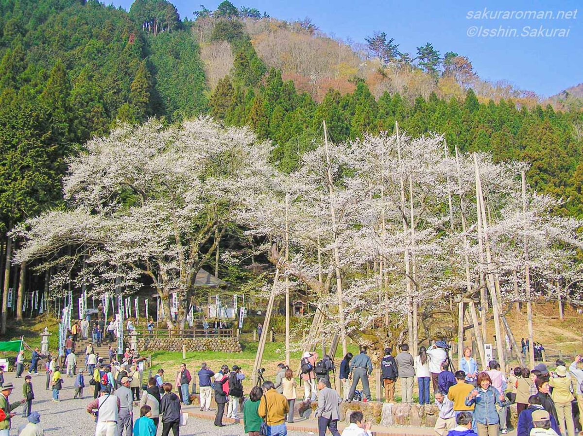 山あいを背景に満開を迎えた根尾谷淡墨桜。多くの支柱に守られた古木の周囲を観光客が散策している風景。
