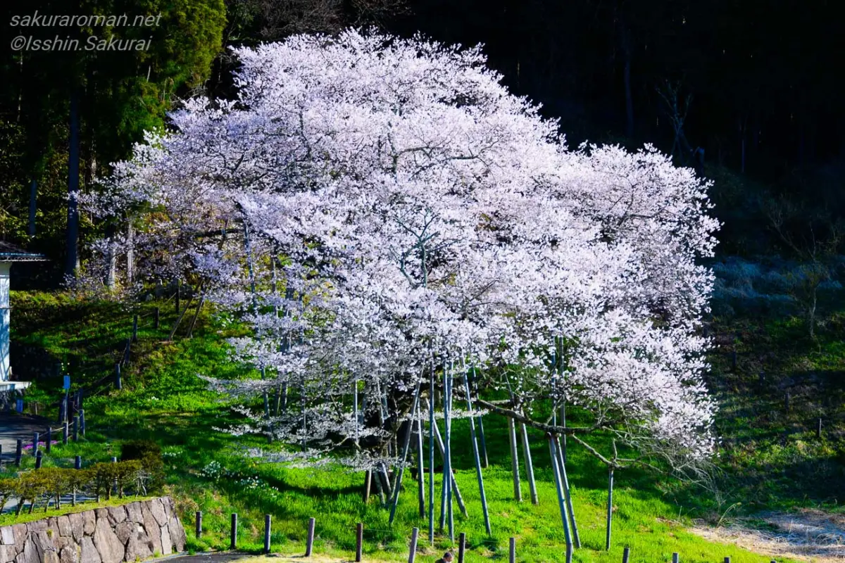 濃い緑の林を背に満開を迎えた臥龍桜