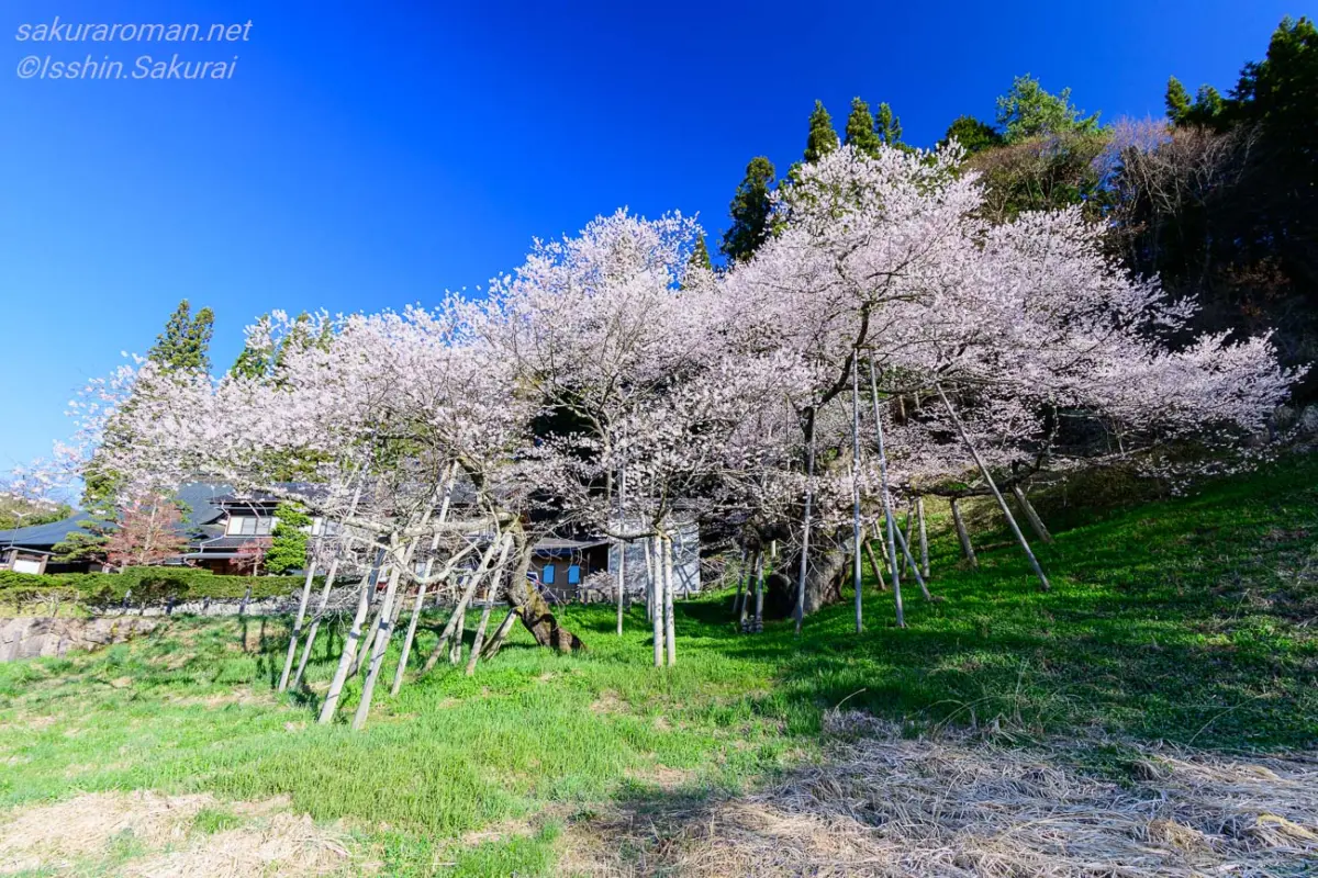 青空の下、翼を広げるように枝を伸ばす満開の臥龍桜