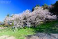 青空の下、翼を広げるように枝を伸ばす満開の臥龍桜