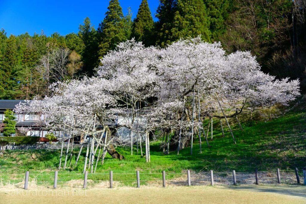 斜面に広がる臥龍桜。龍の背のように曲がる太枝と林立する支柱、手前の柵列と奥の民家・杉林、青空の下で満開の白花が樹冠を覆う