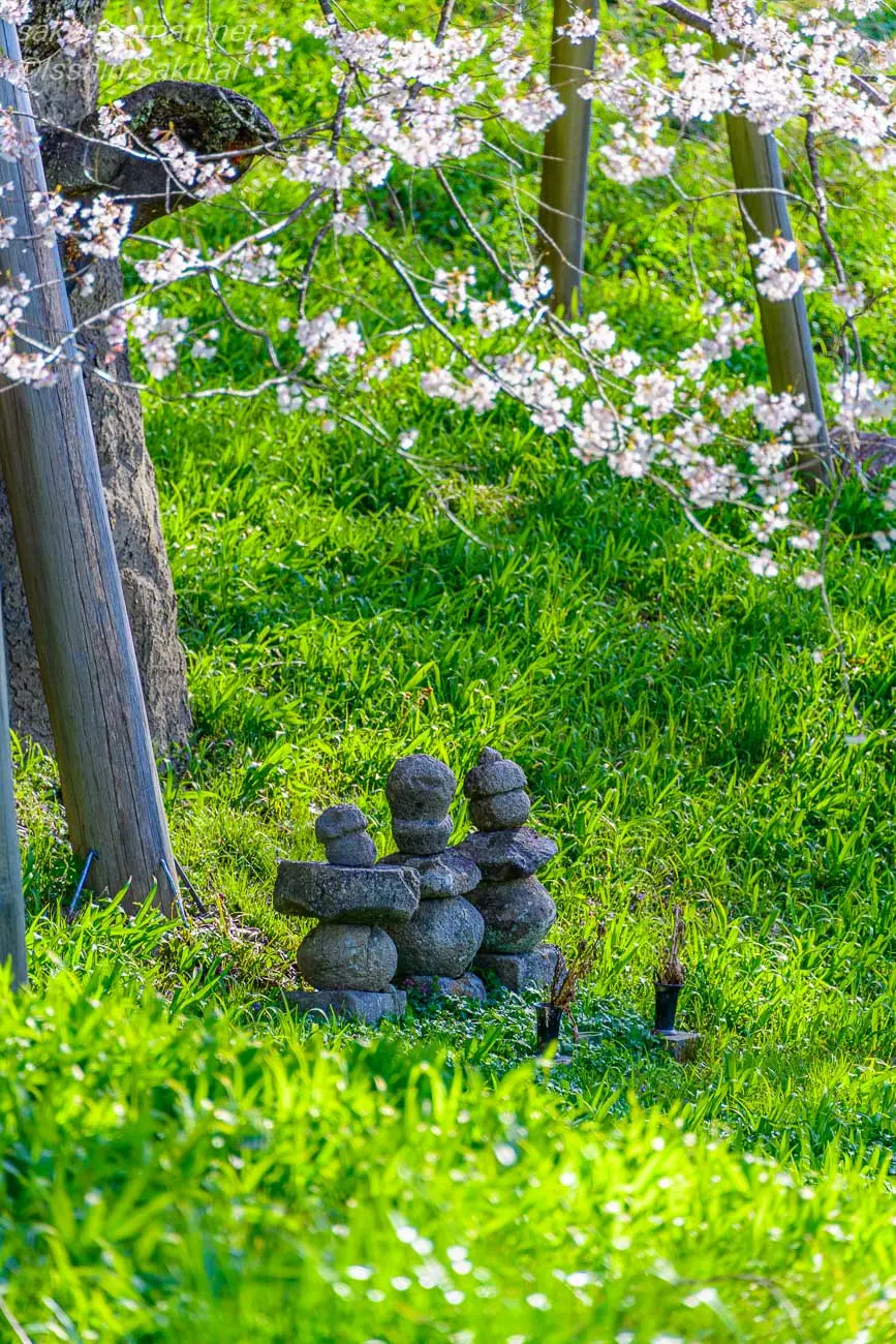 三木国綱の墓と伝わる臥龍桜の根元の五輪塔