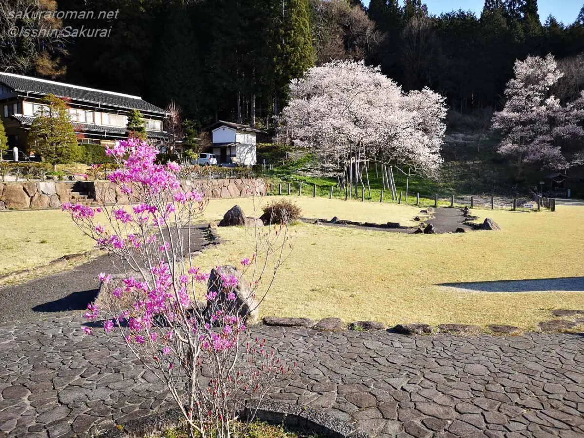満開の臥龍桜と花咲く臥龍公園の春景色