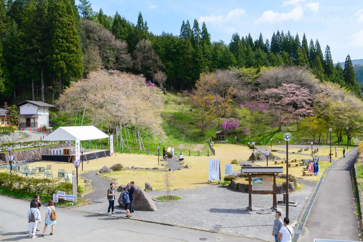 見頃を過ぎた臥龍桜と周囲の臥龍公園を見渡す風景