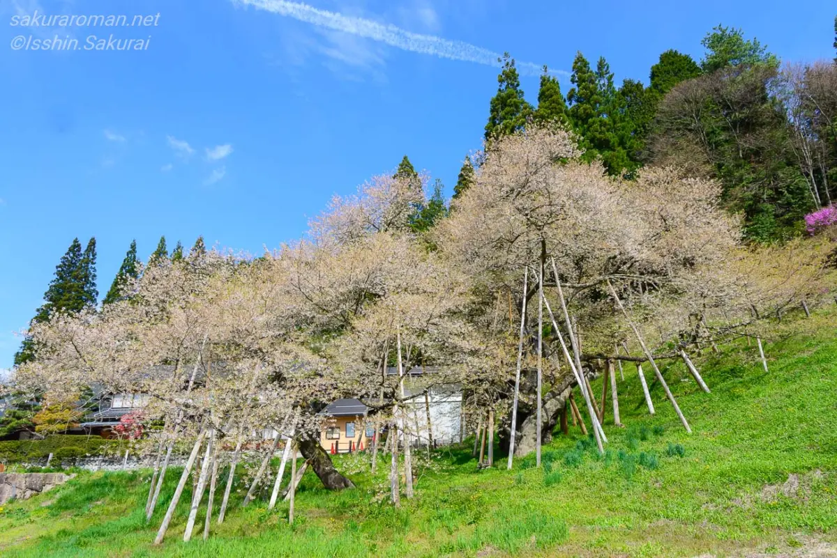 青空の下、斜面に翼を広げるように枝を伸ばす臥龍桜