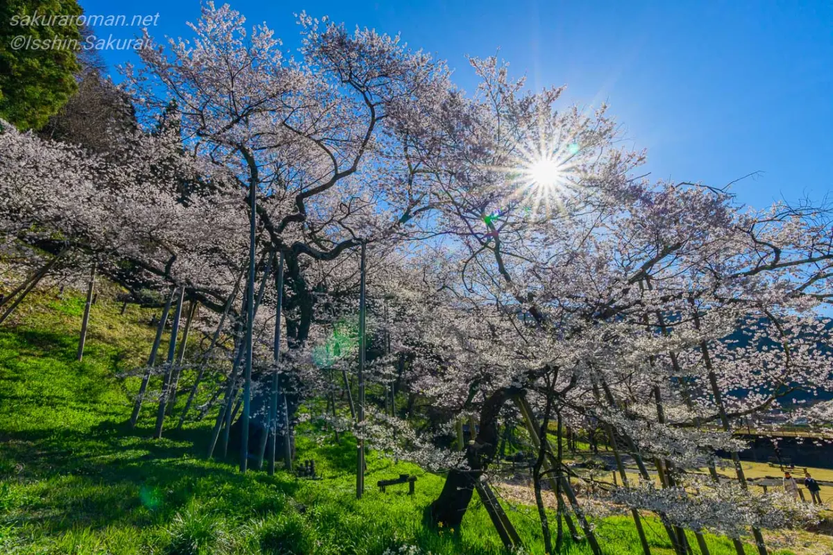 満開の臥龍桜の枝越しに春の光が差し込む風景