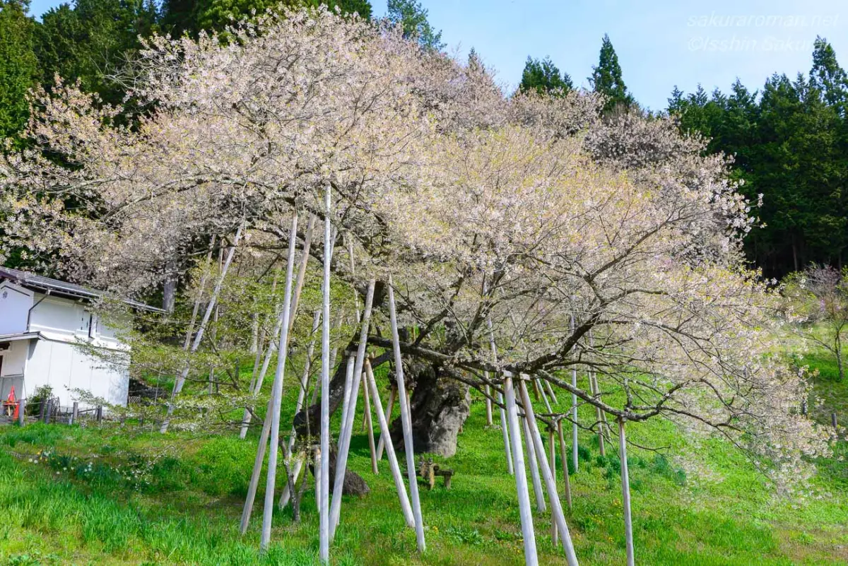 多くの支柱に枝を支えられた見頃過ぎの臥龍桜