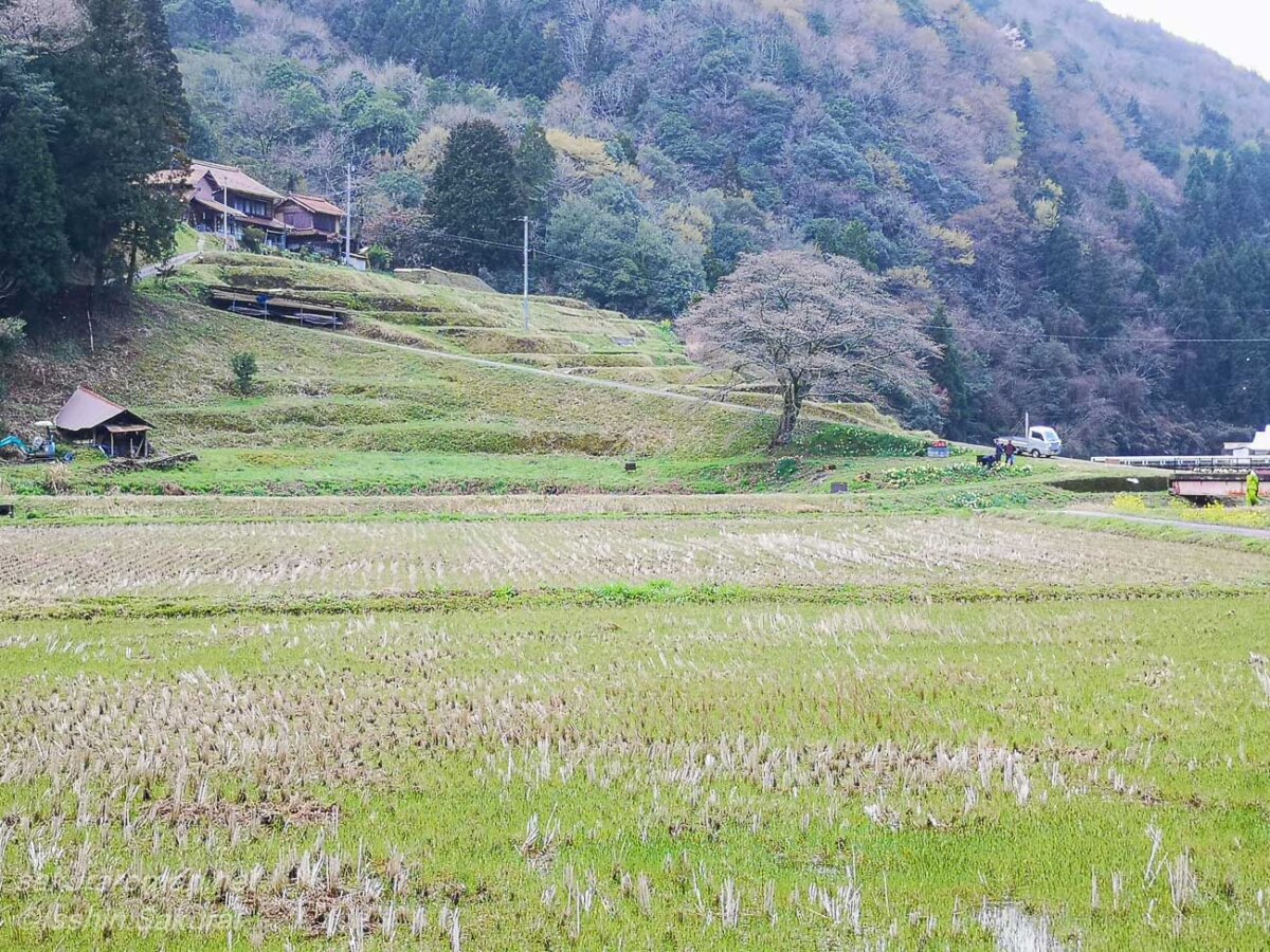 島根県浜田市三隅町下古和の棚田と集落に囲まれた井川の一本桜。訪問時はまだ開花前だった