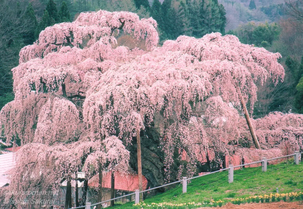 福島県三春町の滝桜。満開に咲き誇る姿は、日本三大桜として圧倒的な存在感を放つ。
