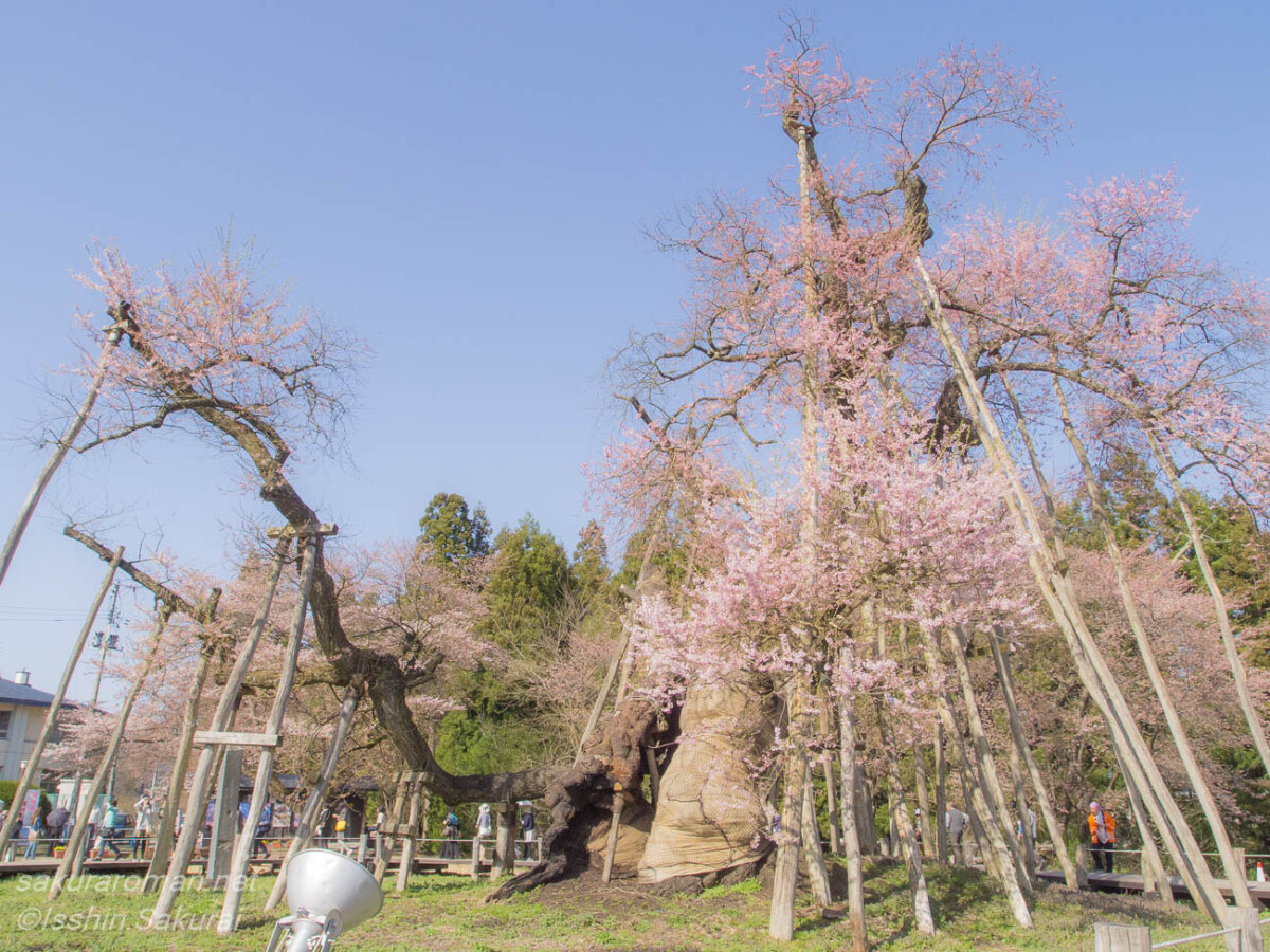 長い年月を重ねた幹と枝を支柱に支えられ、淡い花を咲かせる伊佐沢の久保桜
