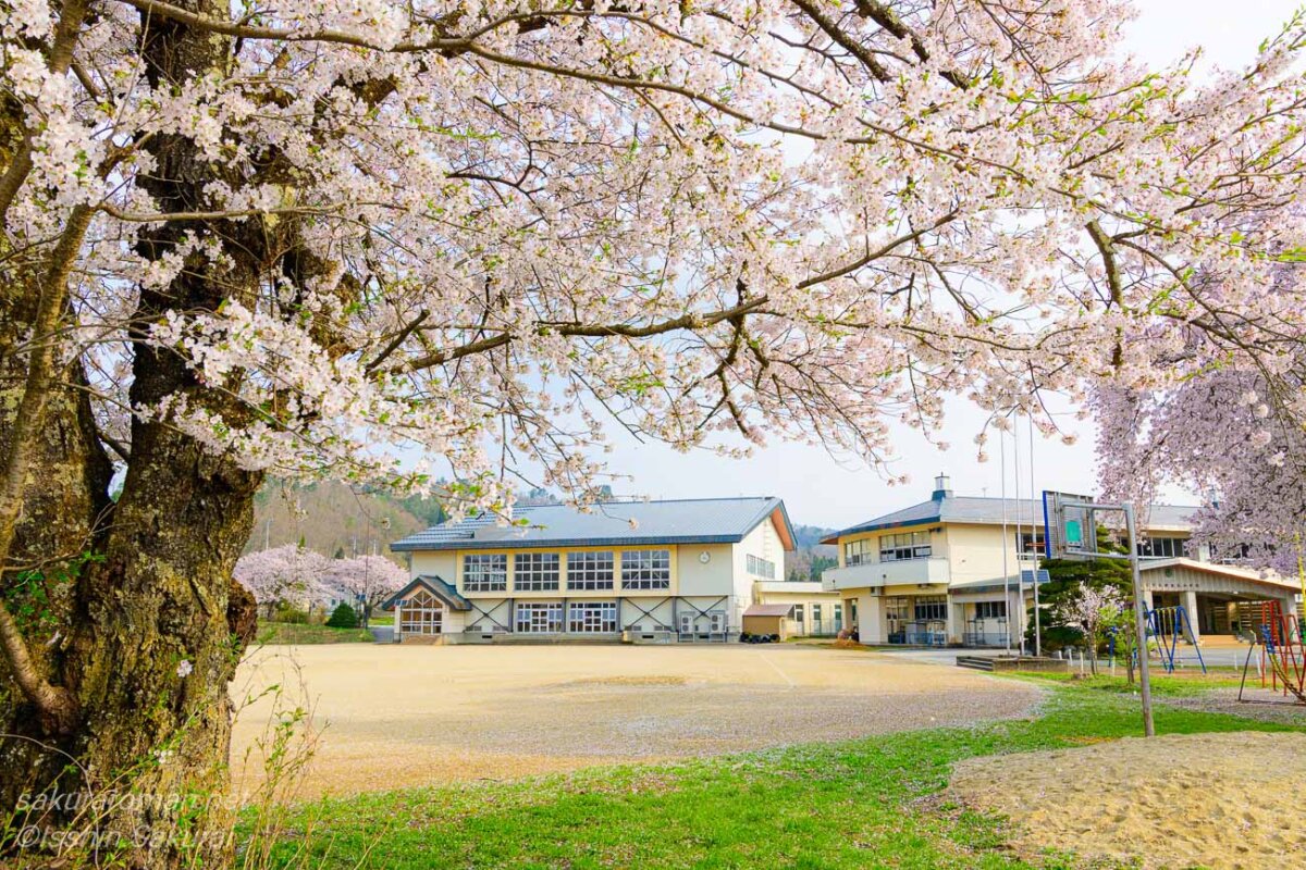 伊佐沢の久保桜の隣にある長井市立伊佐沢小学校と春の校庭