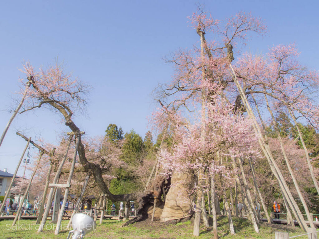 伊佐沢の久保ザクラ。布を巻いた主幹と空洞、林立する木製支柱、芽吹き始めの淡紅の花、周囲の遊歩道と見物客まで写る晴天の春景