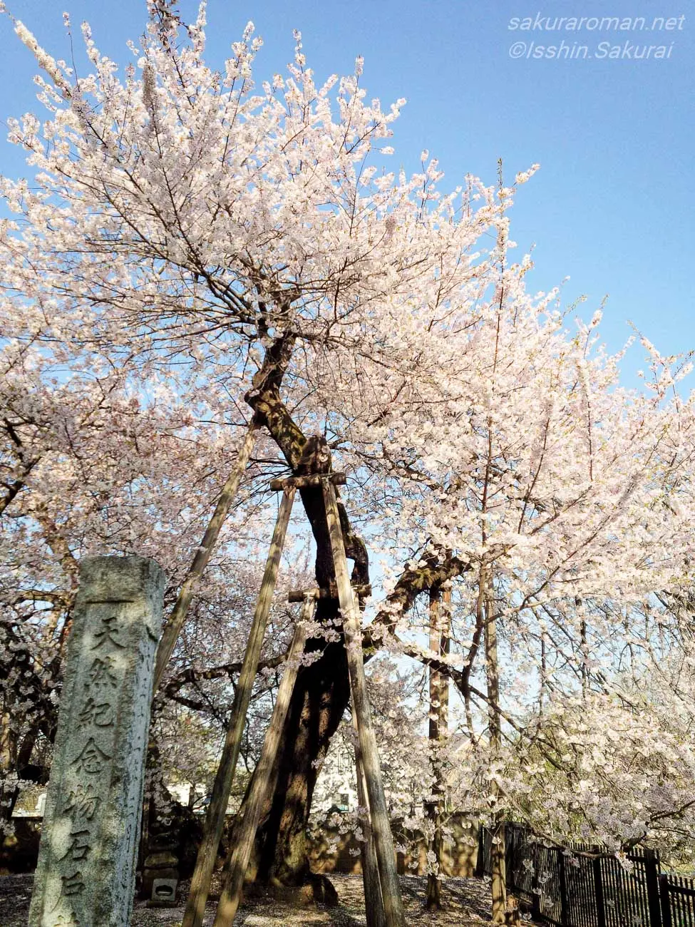 青空に淡い花を広げる石戸蒲桜と天然記念物の石碑