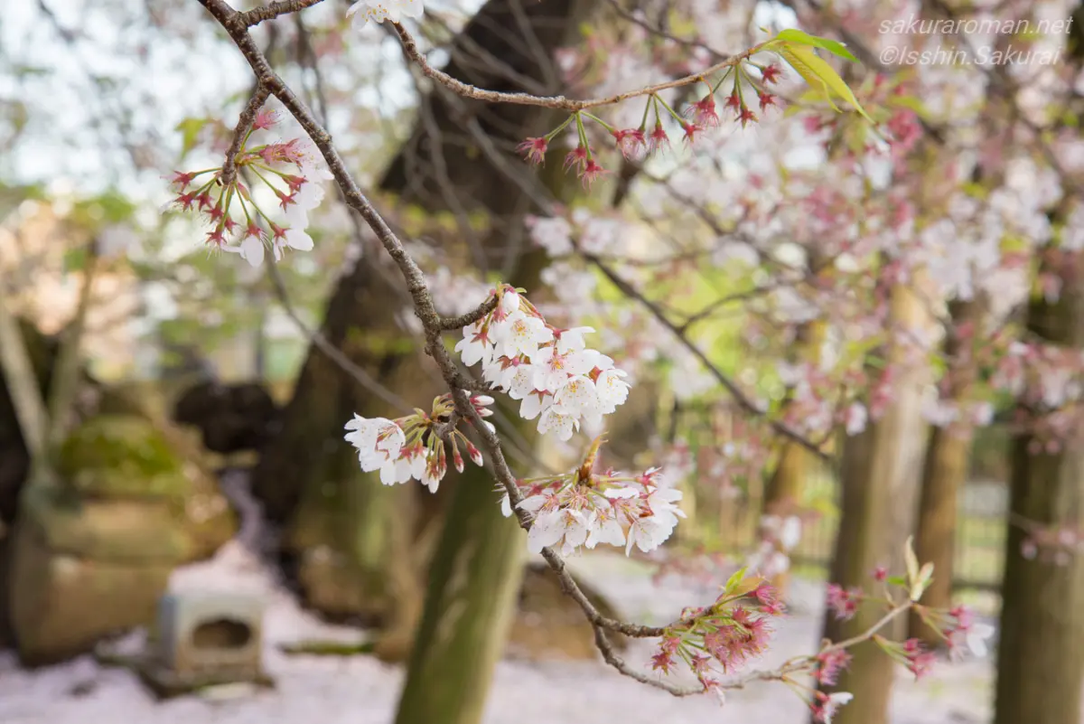 淡い花と赤みを帯びた萼が美しい石戸蒲桜
