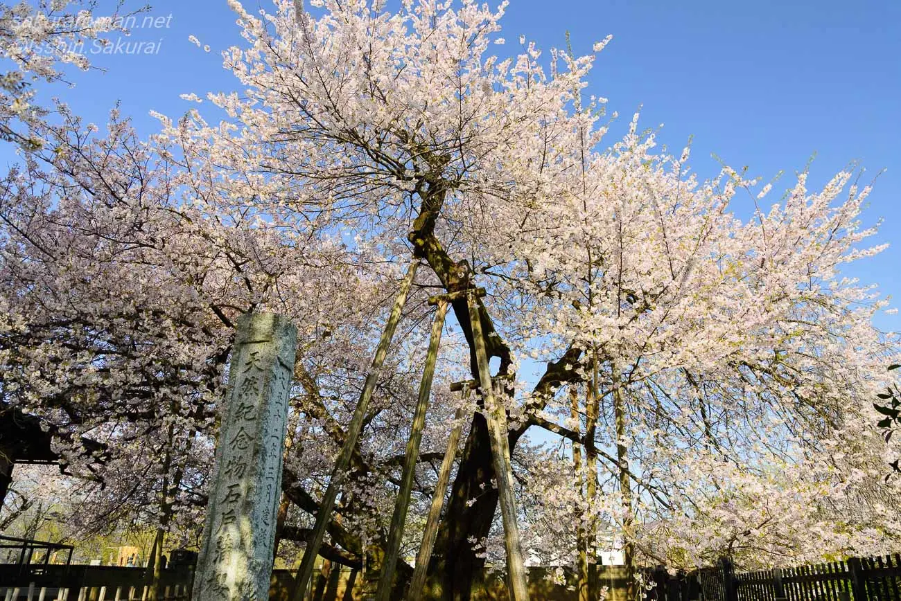 天然記念物の石碑と満開を迎えた石戸蒲桜の全景