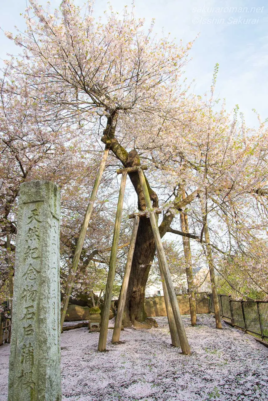 天然記念物の石碑と支柱に守られた石戸蒲桜と桜の絨毯