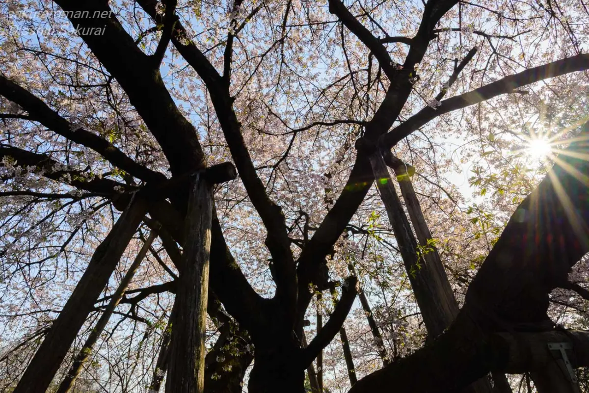 石戸蒲桜の太い幹と枝の間から差し込む春の陽光