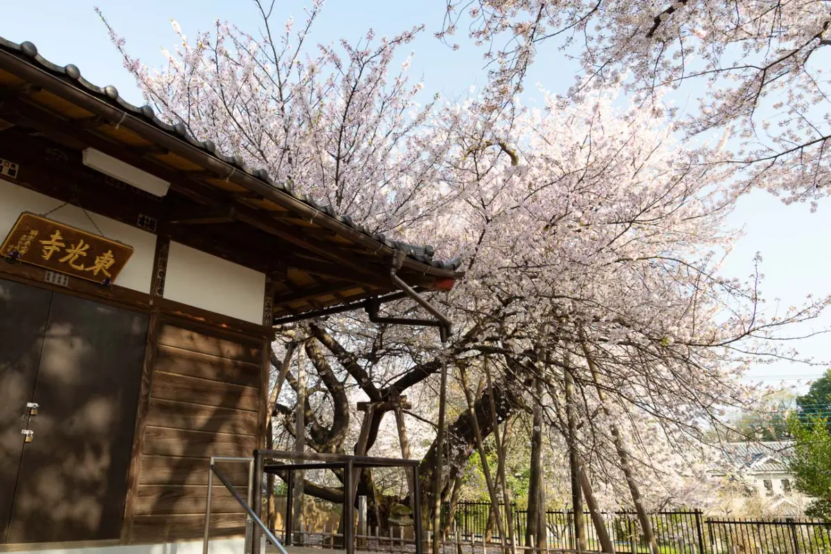 東光寺の堂宇を覆うように枝を広げる石戸蒲桜