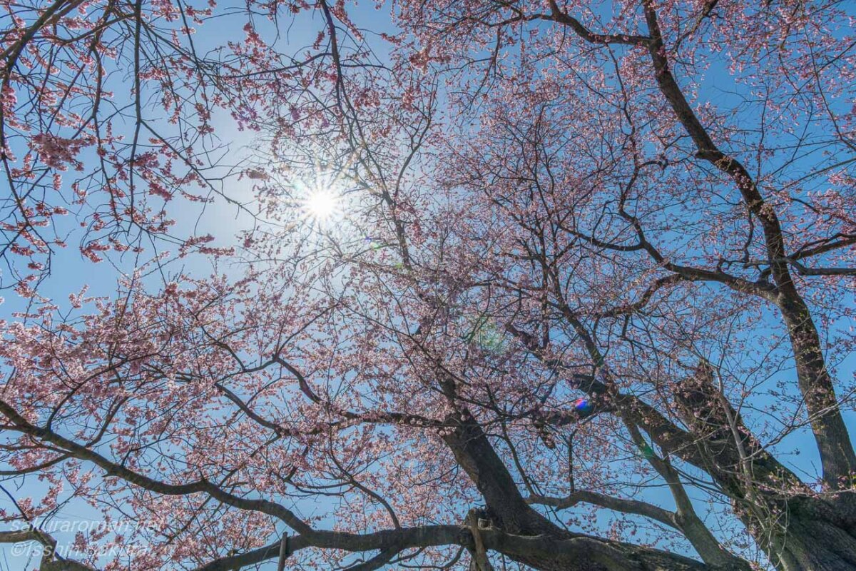 巡礼桜の枝越しに春の陽光が差し込むエドヒガンの花