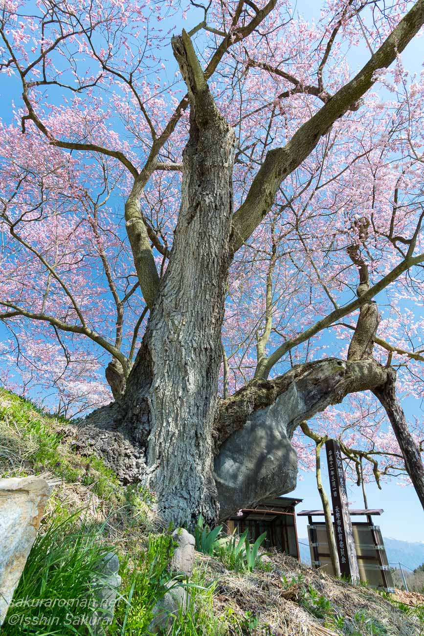 巡礼桜の太い幹と足元に佇む石仏、長い年月を感じさせるエドヒガンの古木