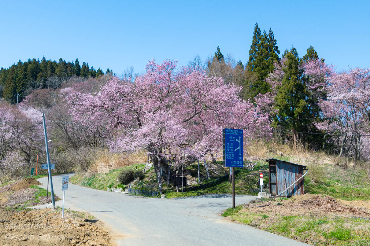 長野市塩生の古道沿いに咲く巡礼桜と周囲の山里の風景