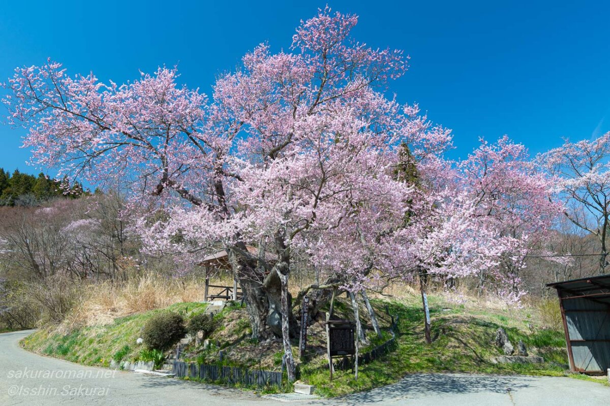 長野市塩生に咲く巡礼桜、青空の下で満開を迎えたエドヒガンの古木