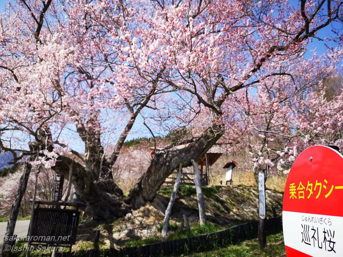 巡礼桜の乗合タクシー停留所標識と満開のエドヒガン古木