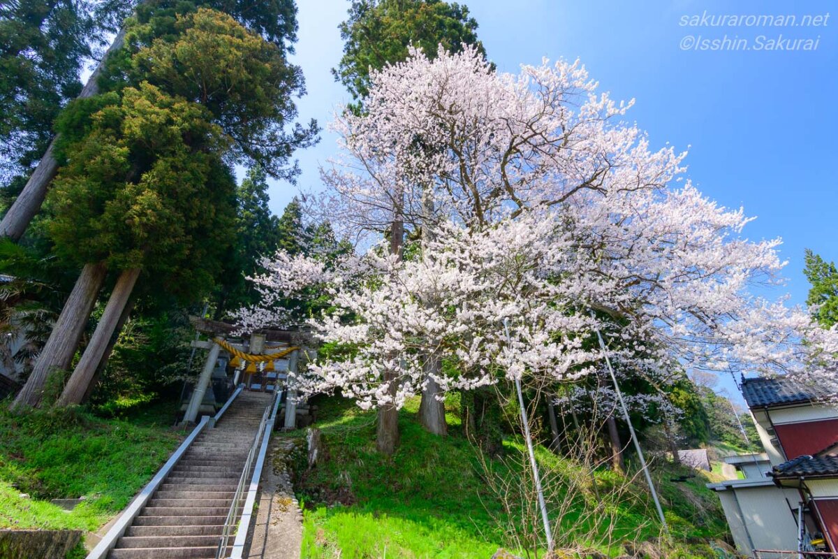鎌倉八幡宮の石段脇に大きく枝を広げる満開のエドヒガン