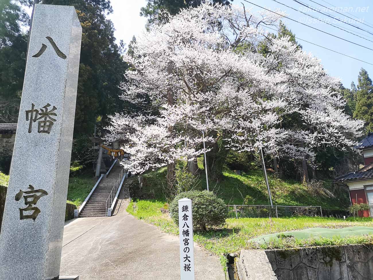 鎌倉八幡宮の入口に立つ石柱と満開の大桜