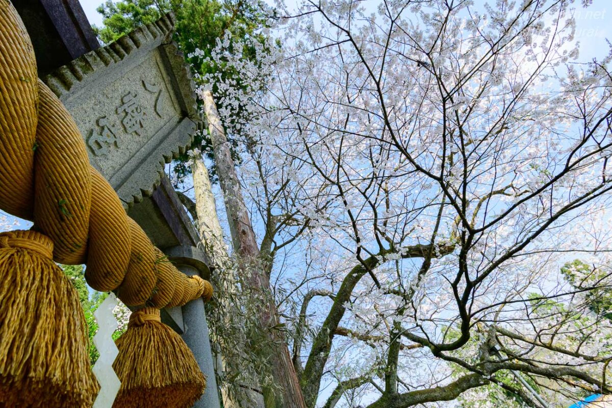 鎌倉八幡宮の鳥居と注連縄越しに見上げる大桜