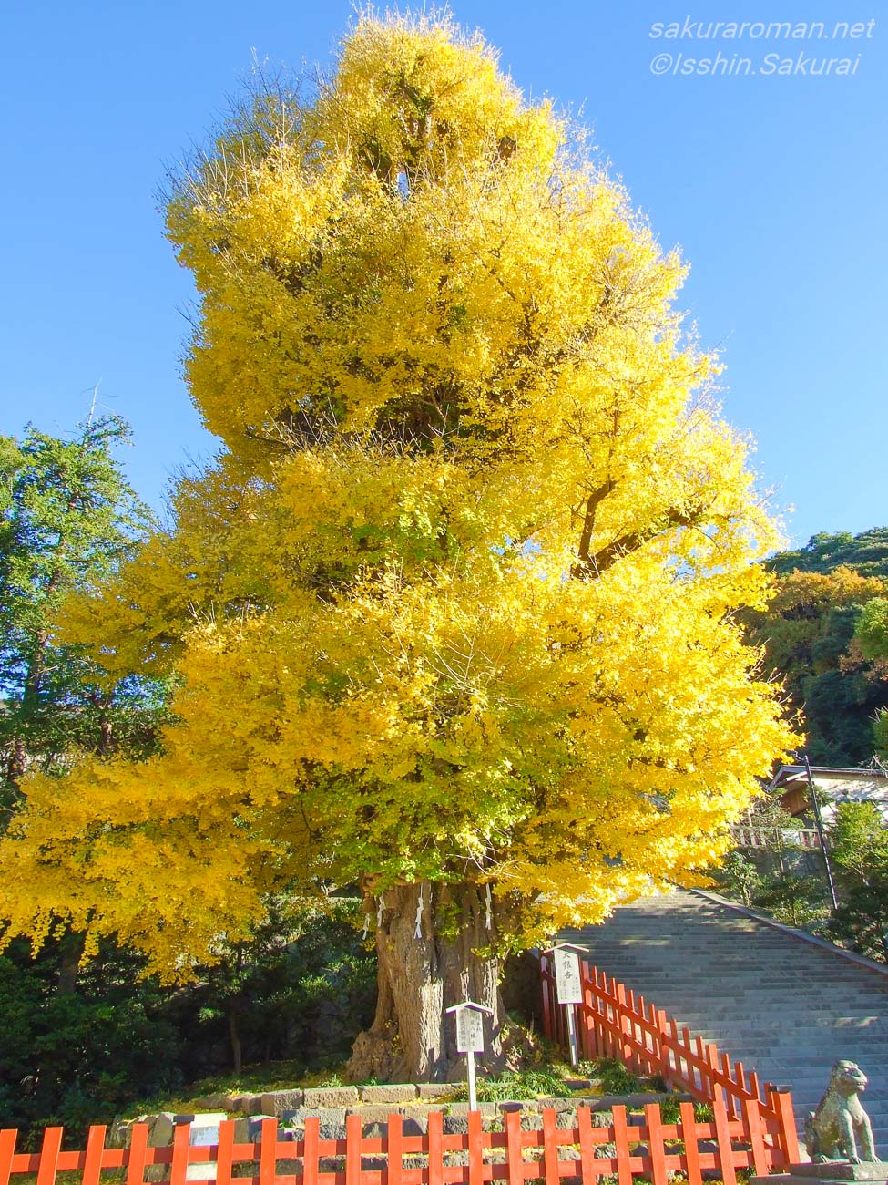 黄金色に紅葉した在りし日の鶴岡八幡宮の大銀杏