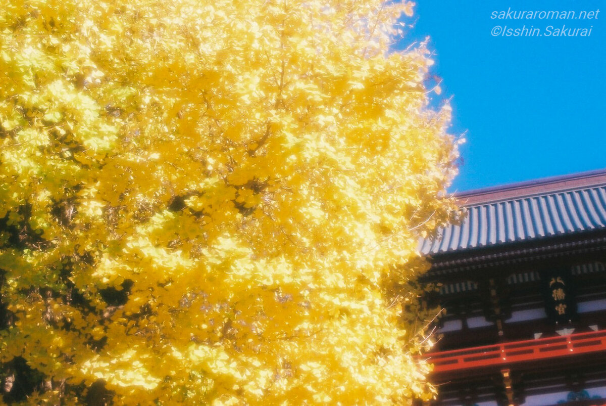 青空と社殿を背景に黄金色に輝く鶴岡八幡宮の大銀杏の葉