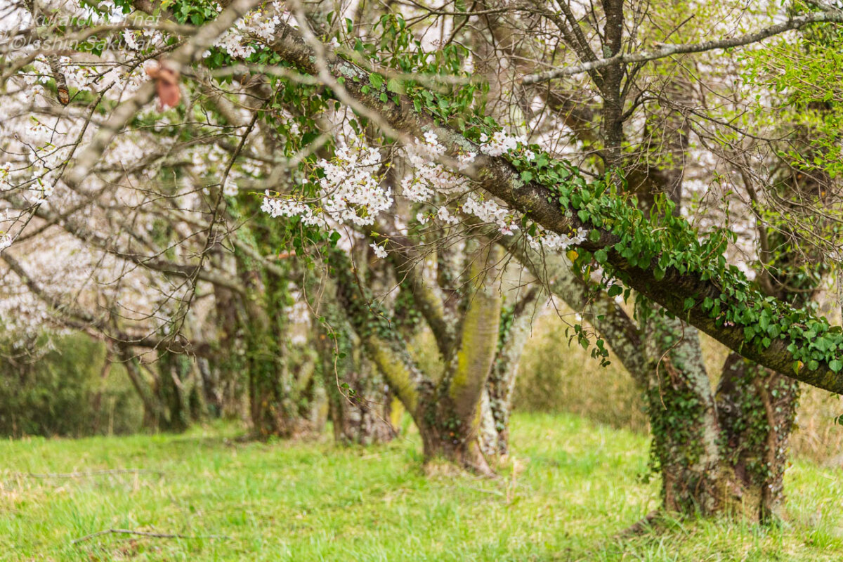 観音堂のそばに整列するように並ぶソメイヨシノの太い幹と桜の枝