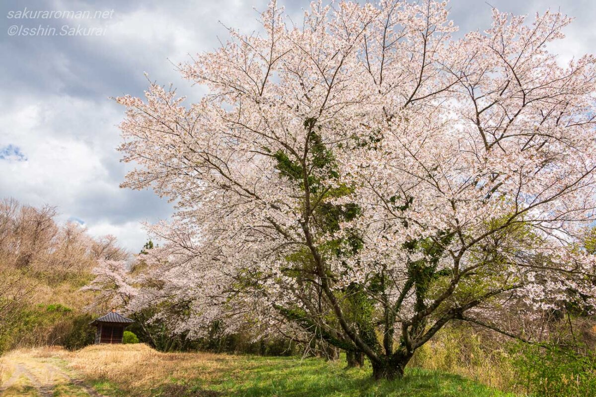 観音堂のそばで満開を迎えたソメイヨシノの風景