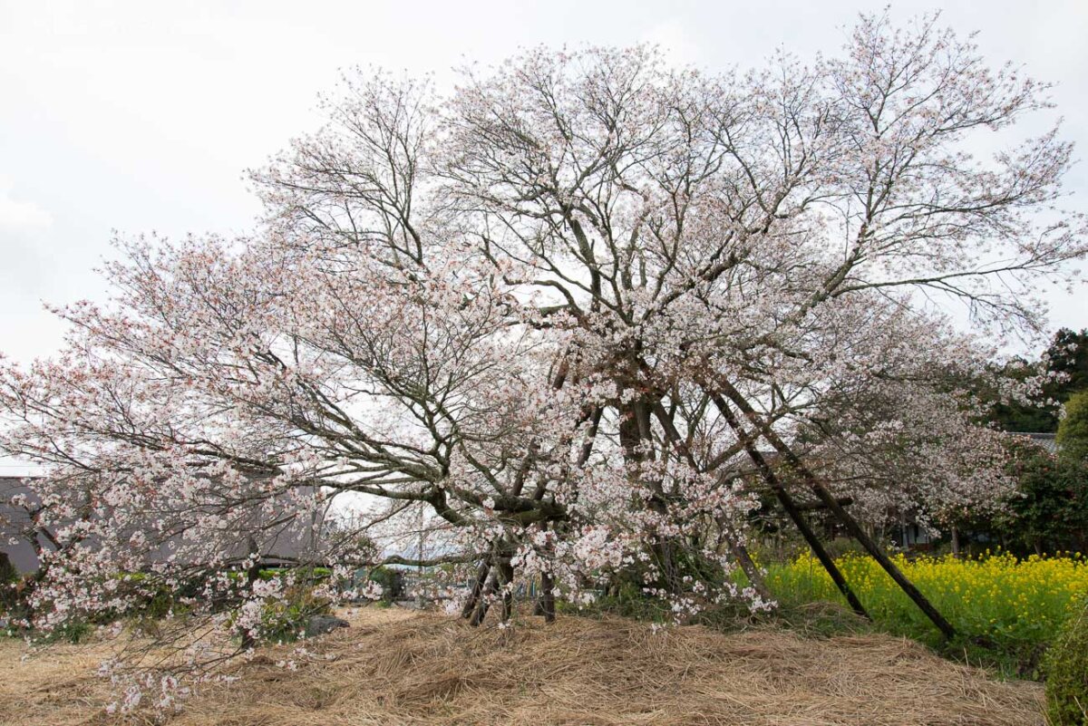 多くの支柱に支えられた狩宿の下馬桜の全景