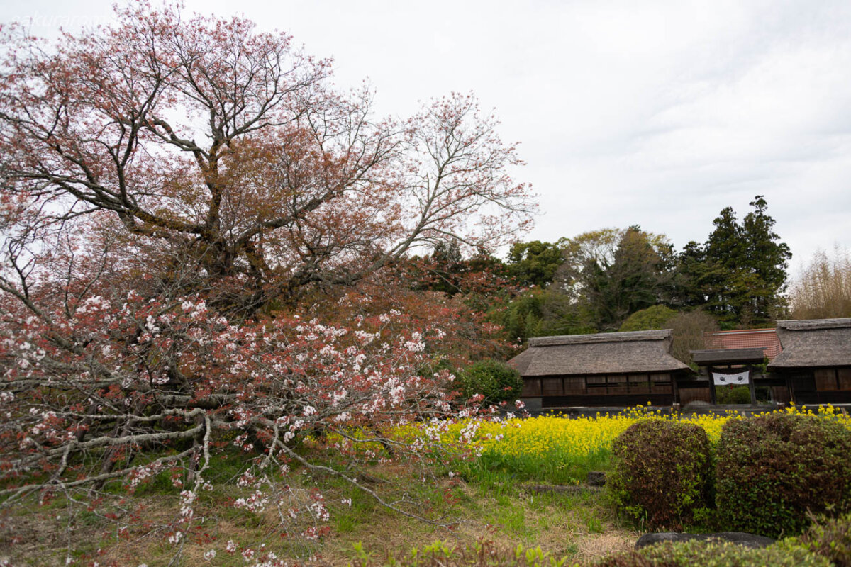 菜の花畑と茅葺きの井出の代官屋敷を背景にした散り終わりの狩宿の下馬桜