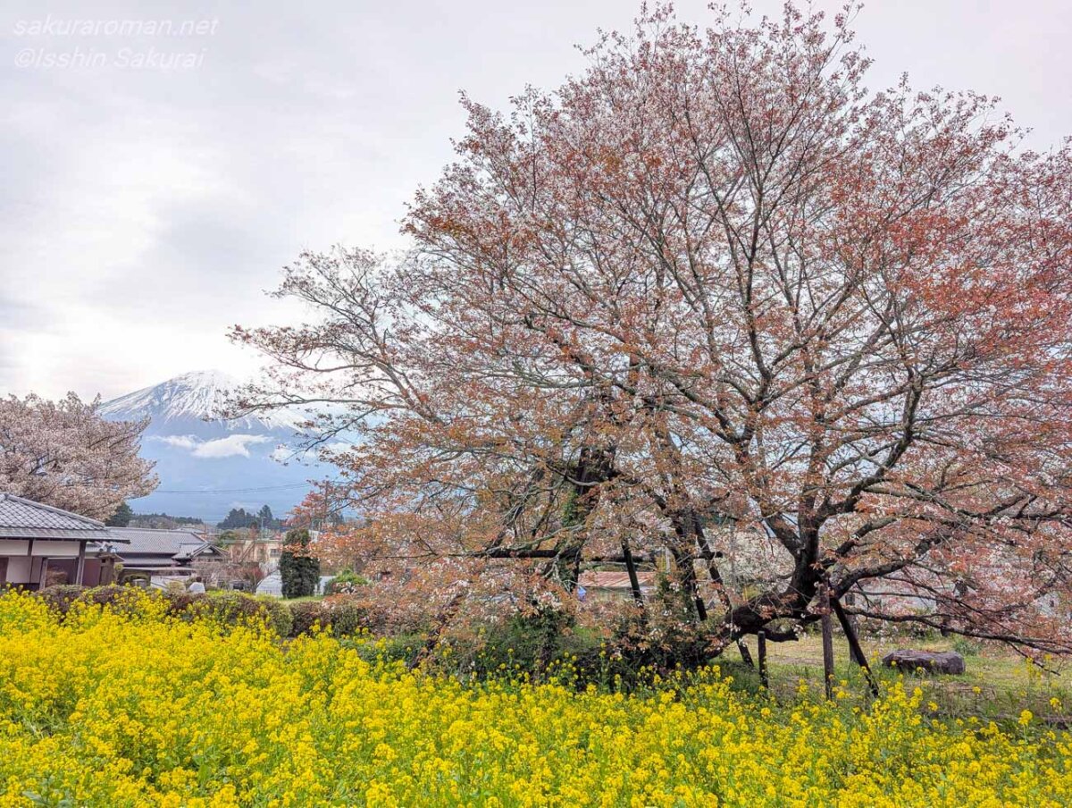 菜の花畑と富士山を望む散り終わりの狩宿の下馬桜