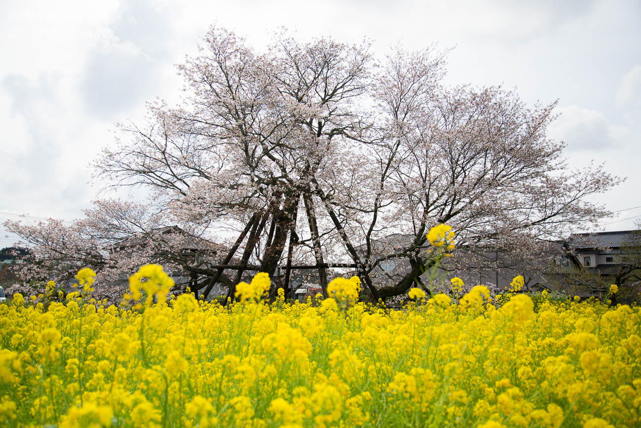 菜の花畑の向こうに立つ狩宿の下馬桜