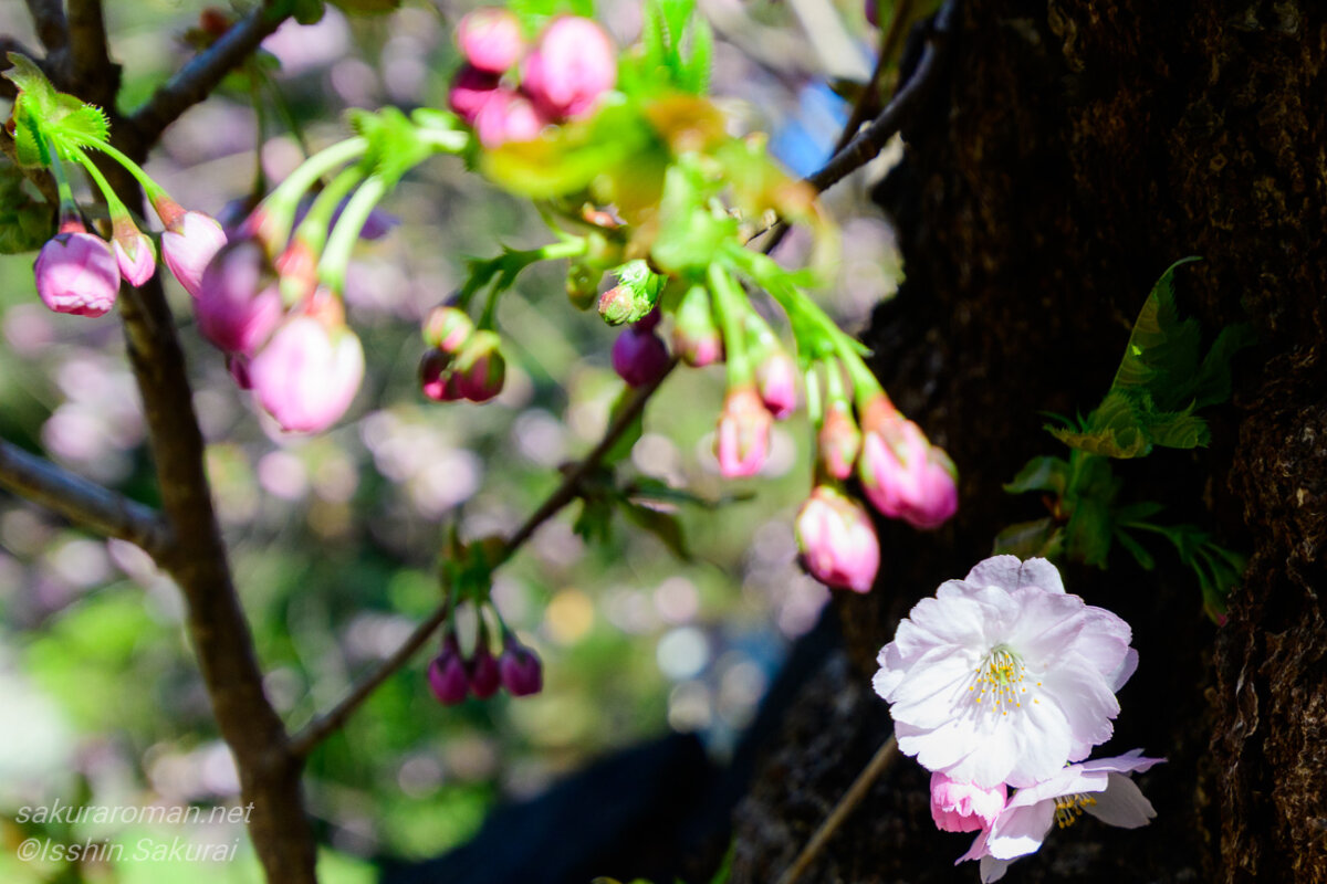 松前町・光善寺の血脈桜。淡い桃色の花とつぼみ